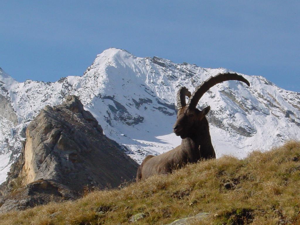 Hotel De La Vanoise Pralognan-la-Vanoise Eksteriør billede